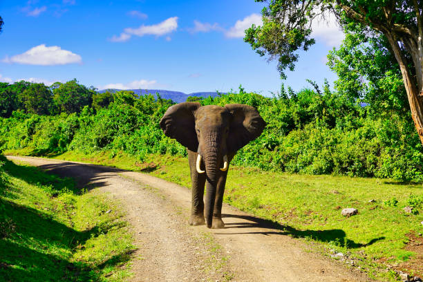 Aberdare National Park