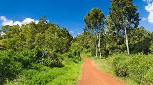Karura Forest Nature Walk