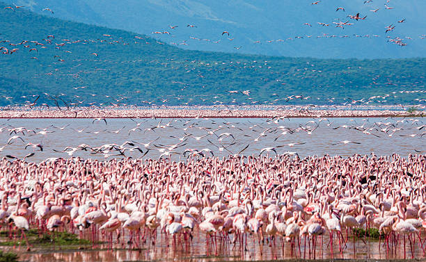 Lake Bogoria