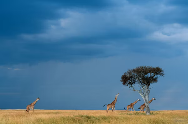 Maasai Mara National Reserve